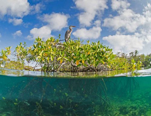 Blue carbon as a natural climate solution